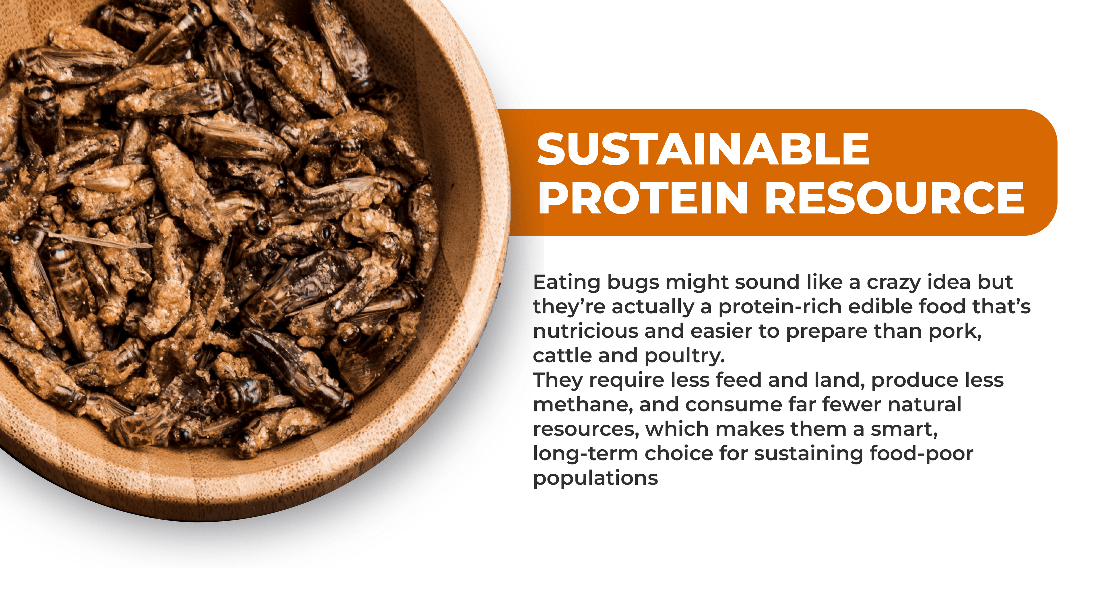Bowl of seasoned edible crickets with text highlighting crickets as a sustainable protein resource that requires less feed, land, and water than traditional livestock like pork, cattle, and poultry
