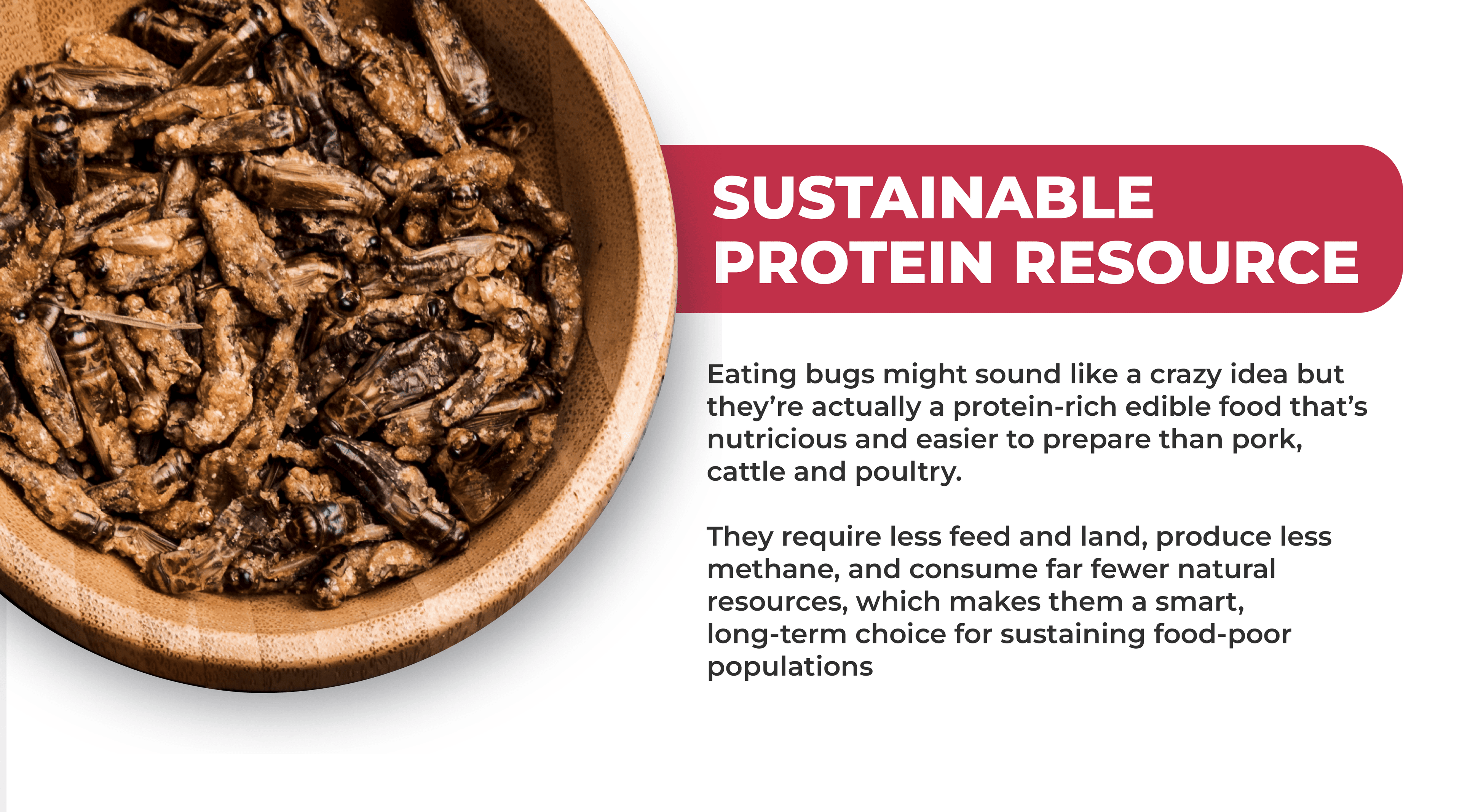 Bowl of seasoned edible crickets with text highlighting crickets as a sustainable protein resource that requires less feed, land, and water than traditional livestock like pork, cattle, and poultry