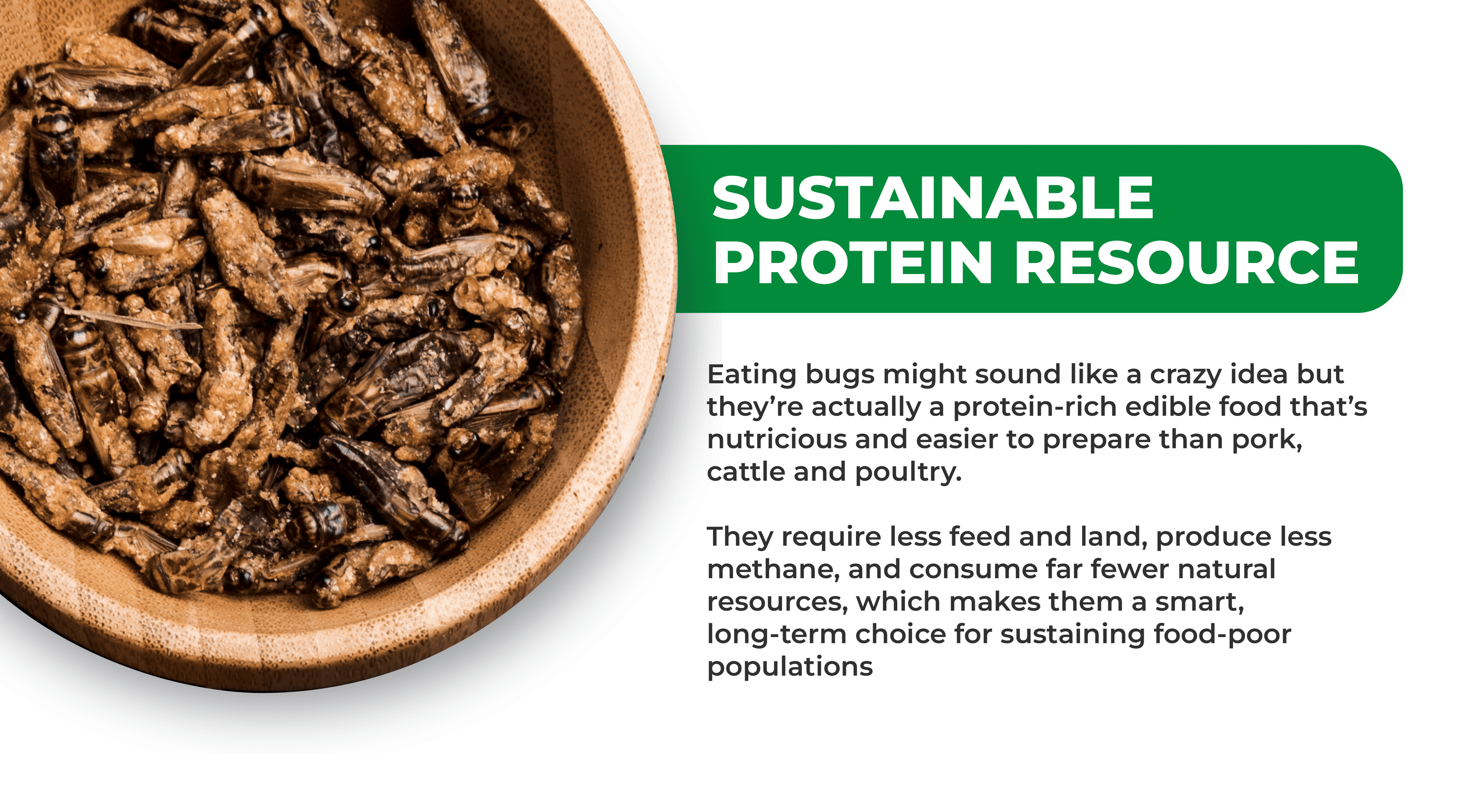 Bowl of mixed edible insects with text highlighting insects as a sustainable protein resource that requires less feed, land, and water and produces less methane than traditional livestock like pork, cattle, and poultry