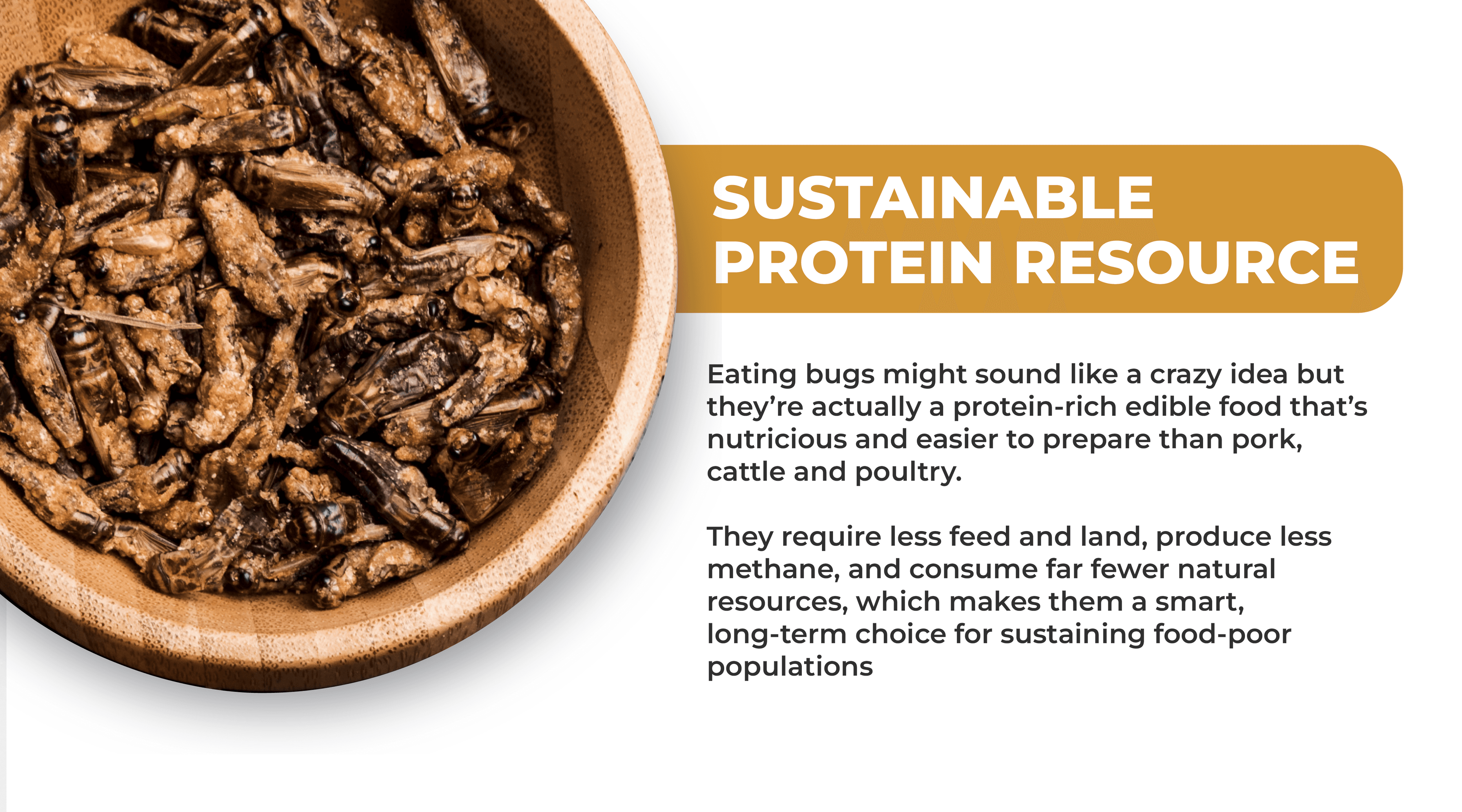 Bowl of seasoned edible crickets with text highlighting crickets as a sustainable protein resource that requires less feed, land, and water than traditional livestock like pork, cattle, and poultry